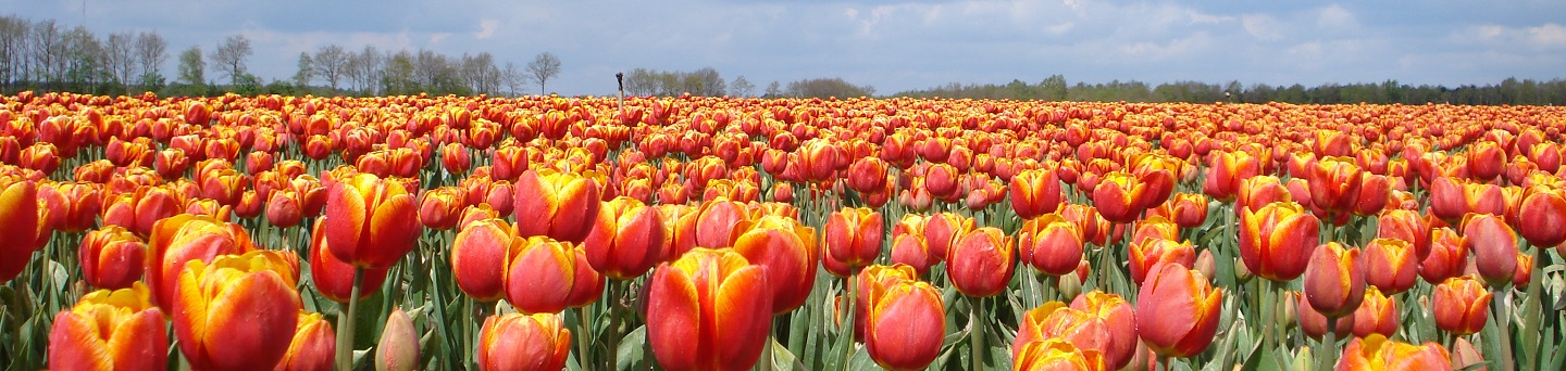 Tulips, Anne Lutgerink Tulips, Anne Lutgerink
